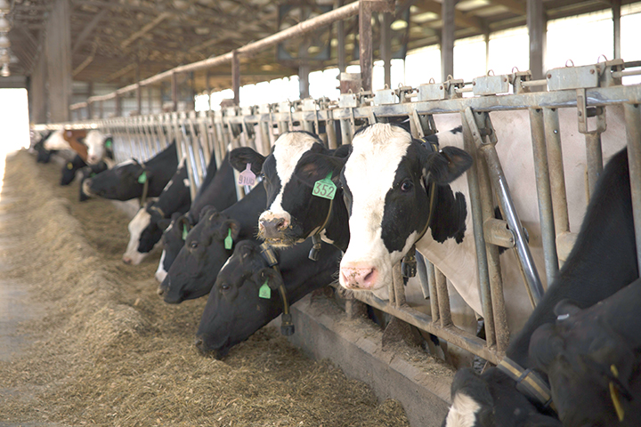 Dairy Cattle
