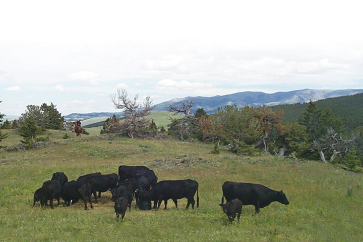 CLX Beef-3.jpg