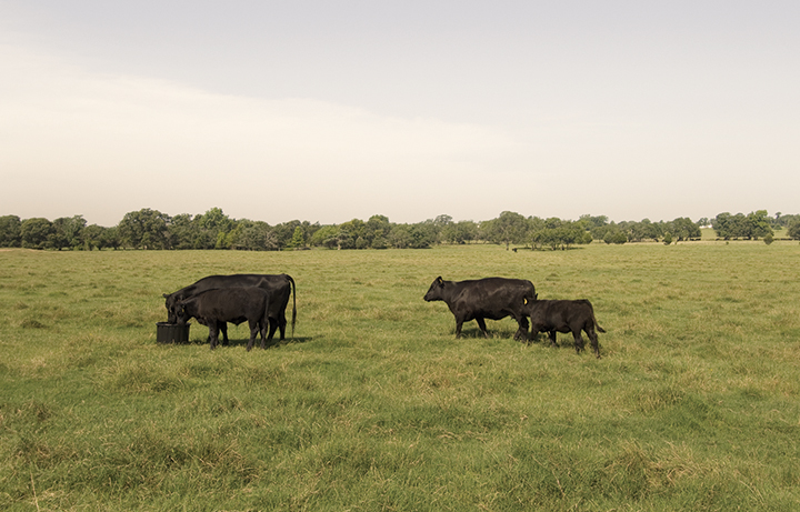 CLX Beef-2.jpg