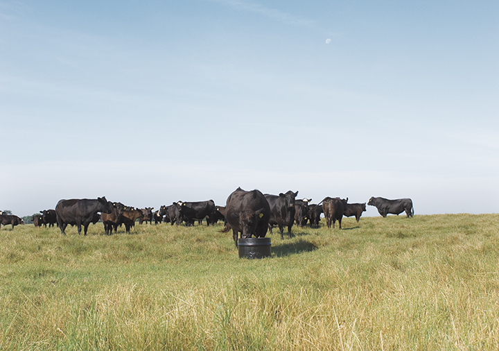 Beef Cattle