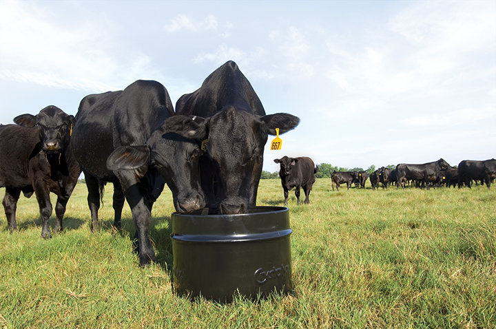 CLX Beef-7.jpg