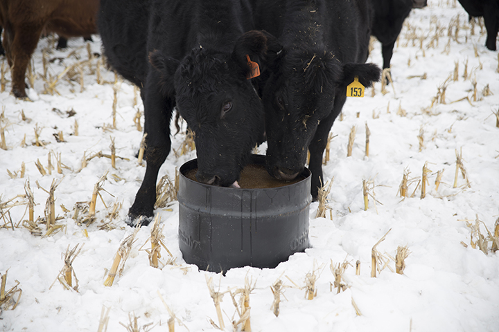 CLX Beef-10.jpg