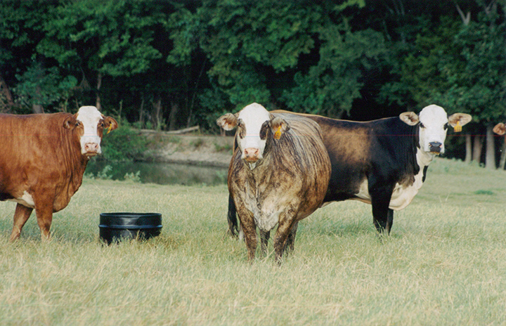 CLX Beef-11.jpg