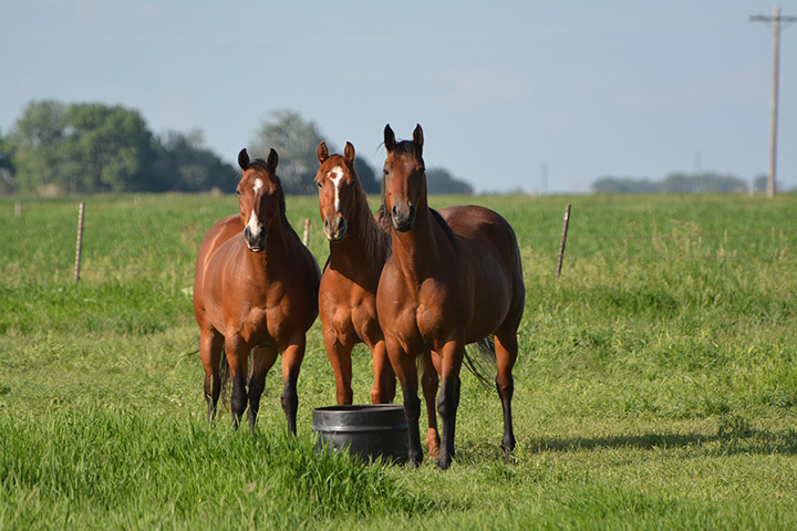 Equine