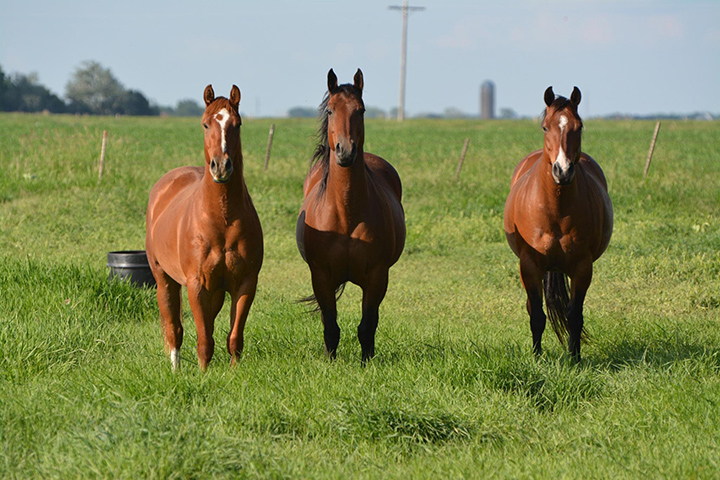 Equine-2.jpg
