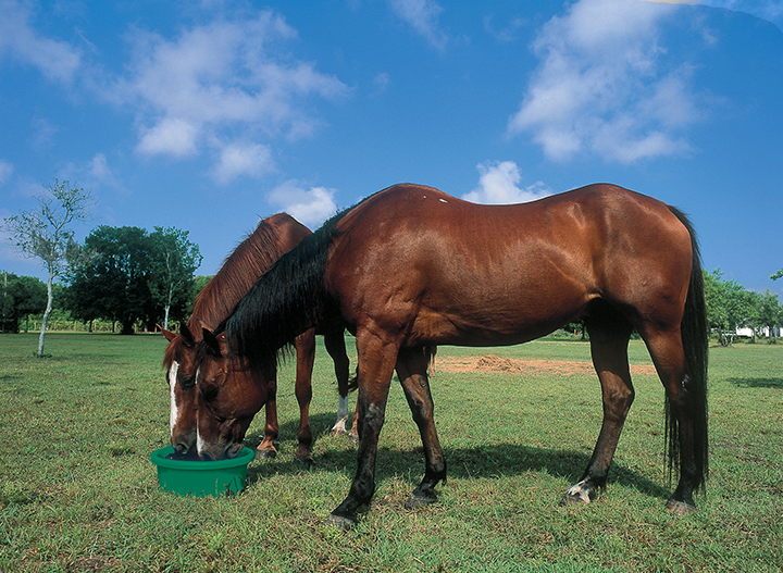 Equine-1.jpg