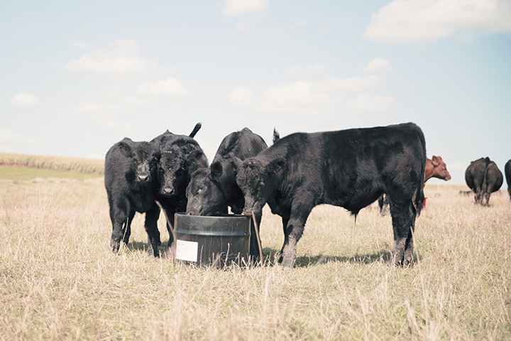 Cow/Calf