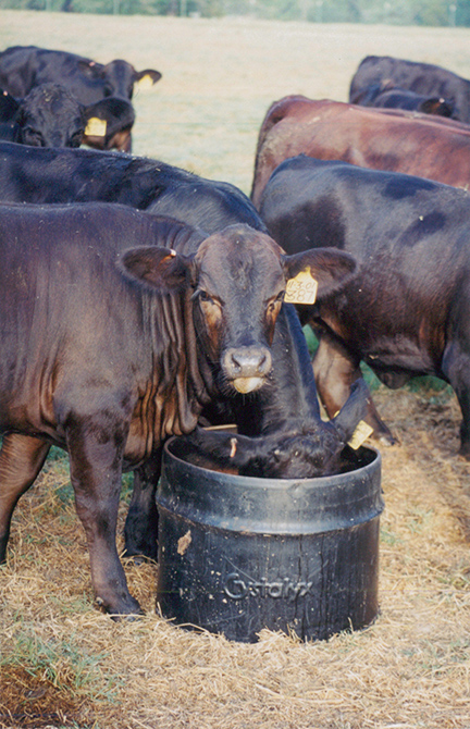 Cow-Calf-7.jpg
