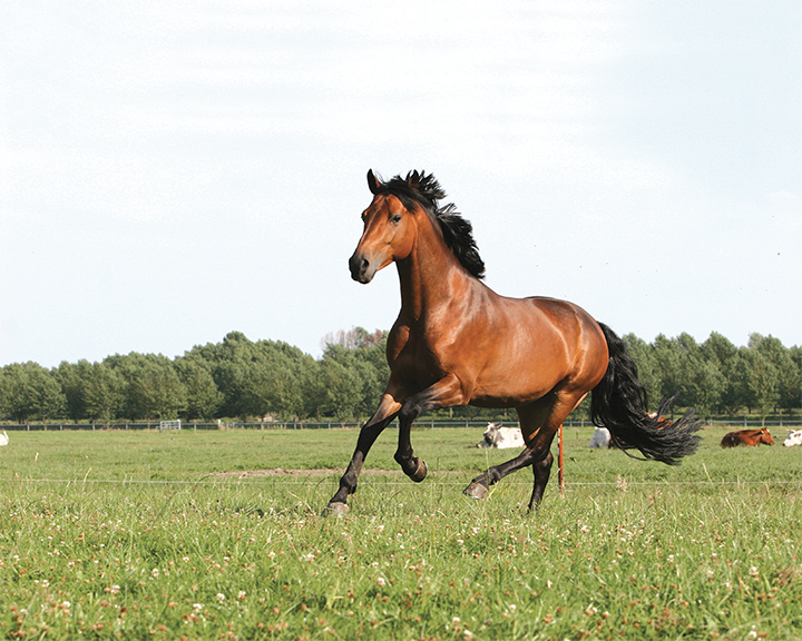 Equine-4.jpg