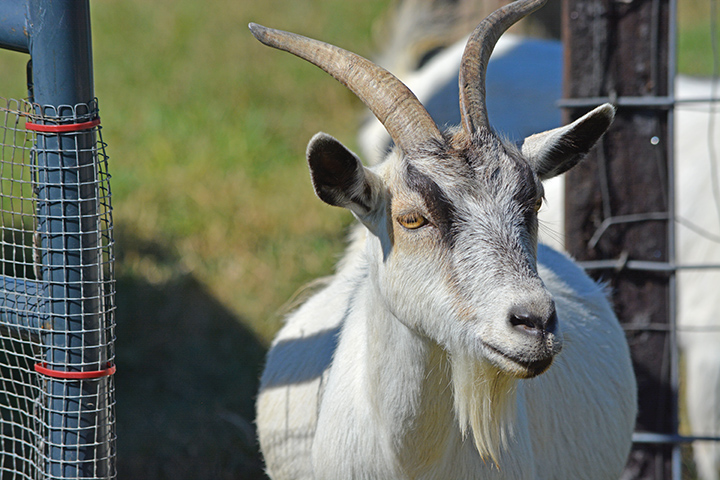 Goat-5.jpg