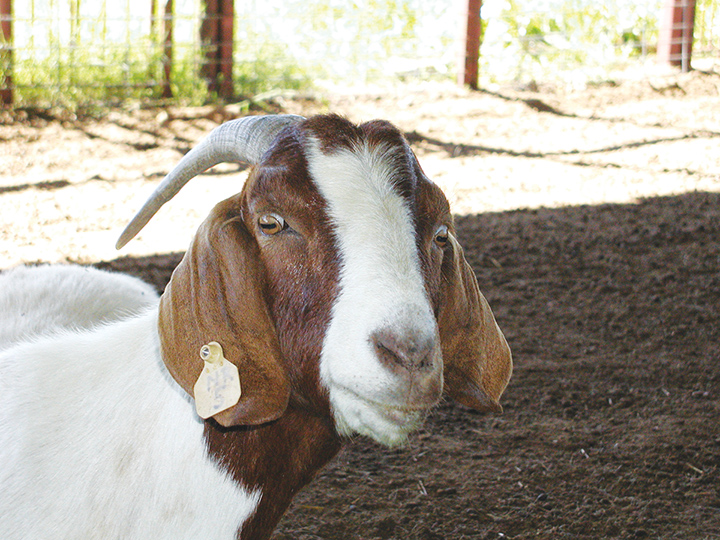 Goat-6.jpg