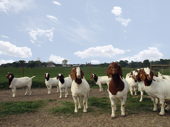 Goat-3.jpg