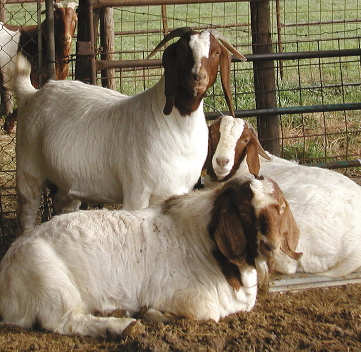 Goat-2.jpg