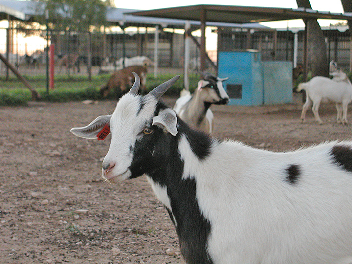 Goat-4.jpg