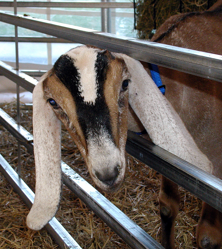 Goat-1.jpg