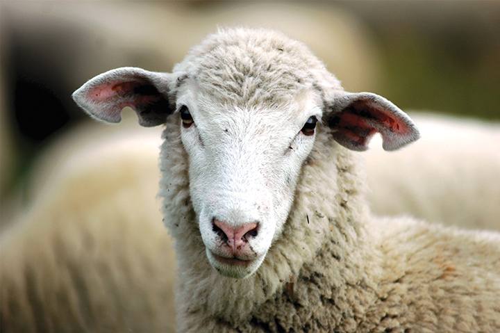 Sheep and Goat