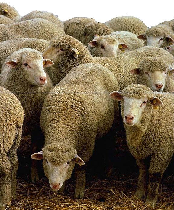 Sheep-1.jpg