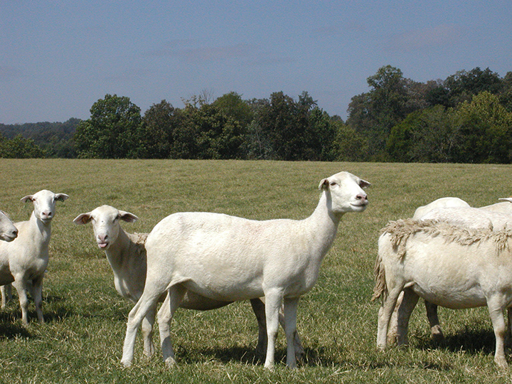 Sheep-2.jpg
