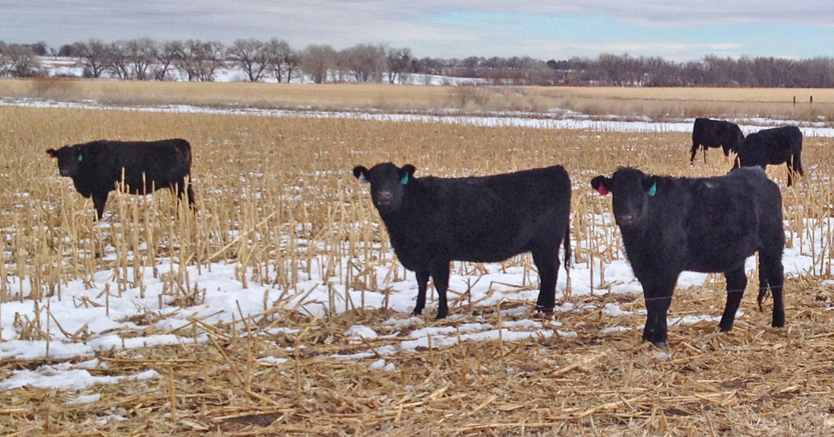 110720-Cornstalk-Grazing-PIC-1200x630.jpg