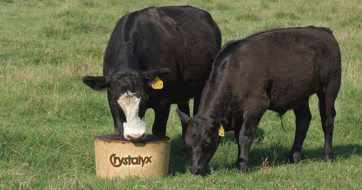 Crystalyx-beef-cattle-BioBarrel-FB.jpg