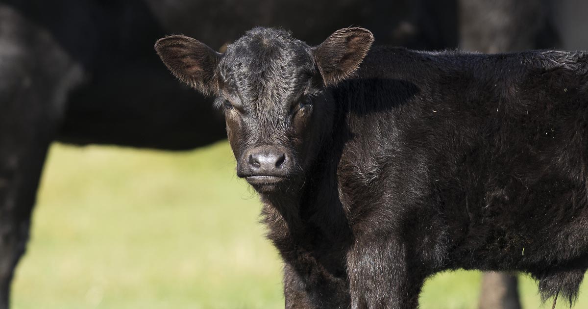 031021-Set-up-calving-success-Bio-Mos-1200x630.jpg