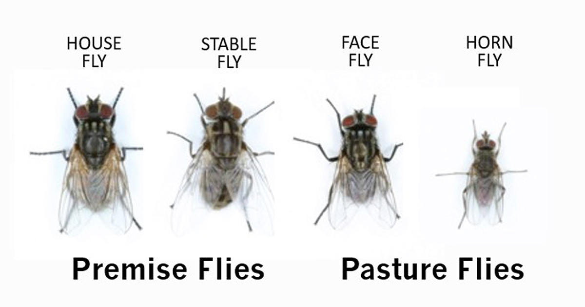 Crystalyx - Trillions, billions, thousands and hundreds: For a few cents  more, you can control flies