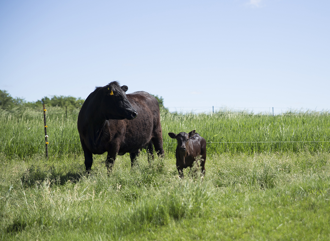 061416-Nutrition in Early Gestation-Mark-Robbins-Photo.jpg