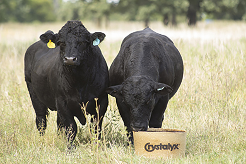 070516-Summer reminders for the Cow herd-Dan Dhuyvetter-pic1.jpg