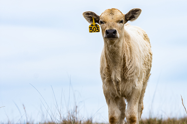 102516-Weaned-Calves-20160103-DSC_9147.jpg