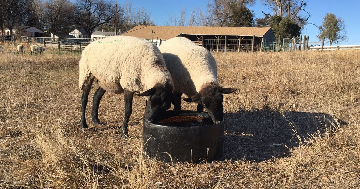 091421-Three-boxes-sheep-goat-supplements-1200x630.jpg