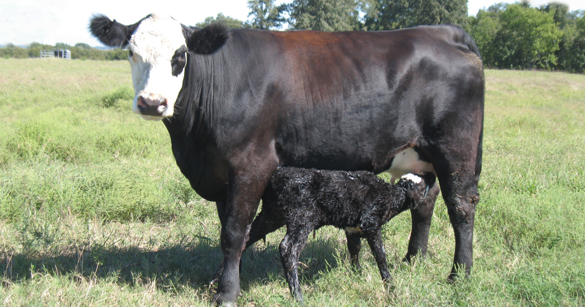 100621-Prepare-calving-season-PIC.jpg
