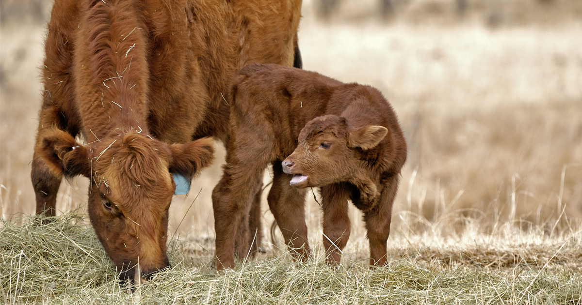 111021-Fall-Calving-Forage-Supplementation-1200x630.jpg