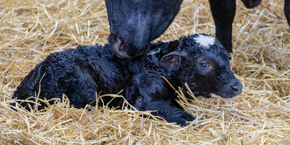 Setting your cows up for a successful calving season_2.png