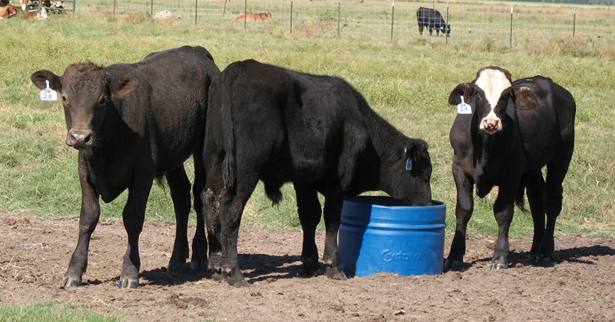 Mark Robbins - calves on Crystalyx barrel.jpg