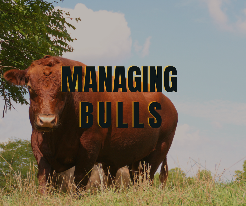Managing Bulls blog graphic.png