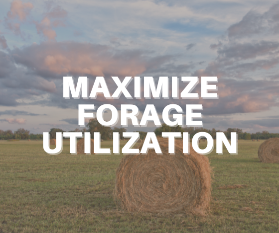 maximize forage blog graphic.png