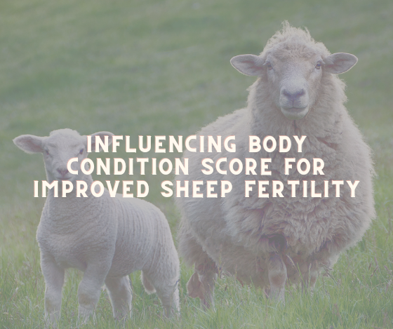 Albro - sheep fertility-  blog post graphic.png