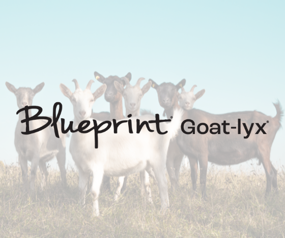 Blueprint Goat-lyx blog post graphic.png