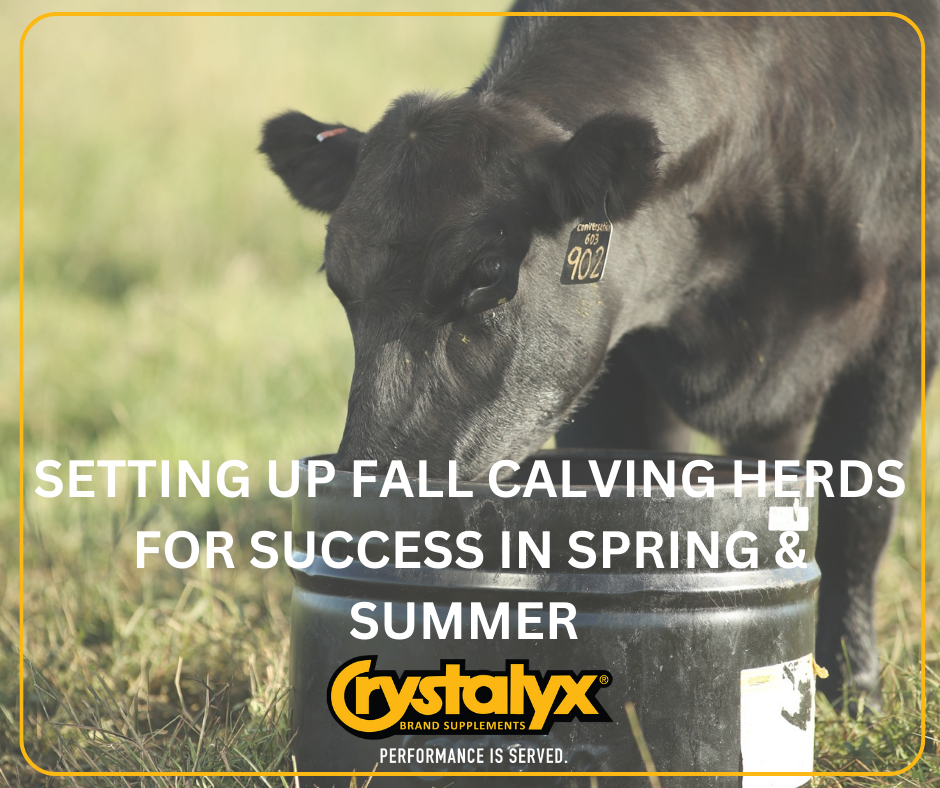 Setting up fall calving herds for success in spring & summer (1).png