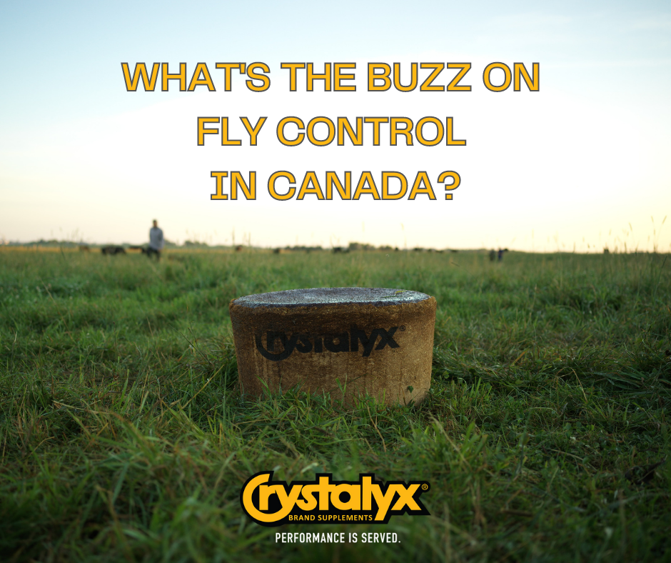 The buzz on fly control in canada.png