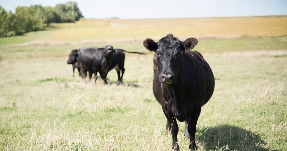 Cash Cows_1200x630.jpg