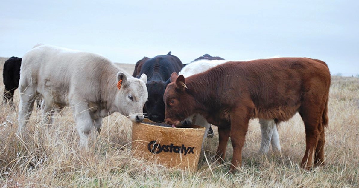 biobarrel-calves_1200x630.jpg