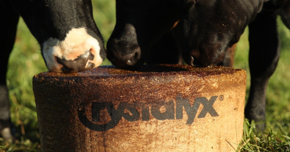 Cows on BioBarrel_1200x630.jpg