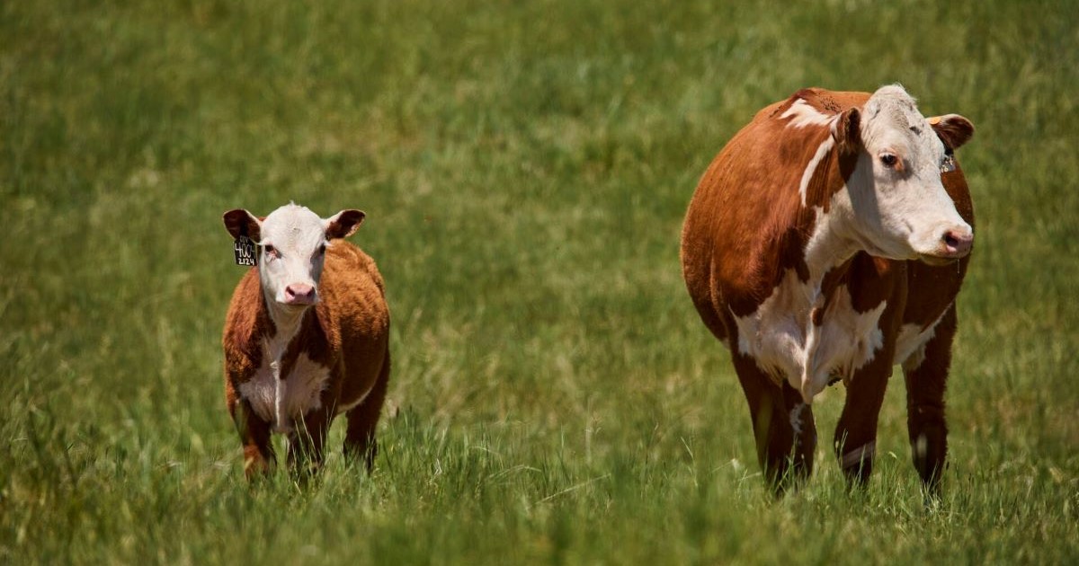 Bar-Star-Cattle-183-1[1]_1200x630.jpg