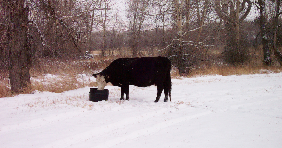 Winter Blog Image.png