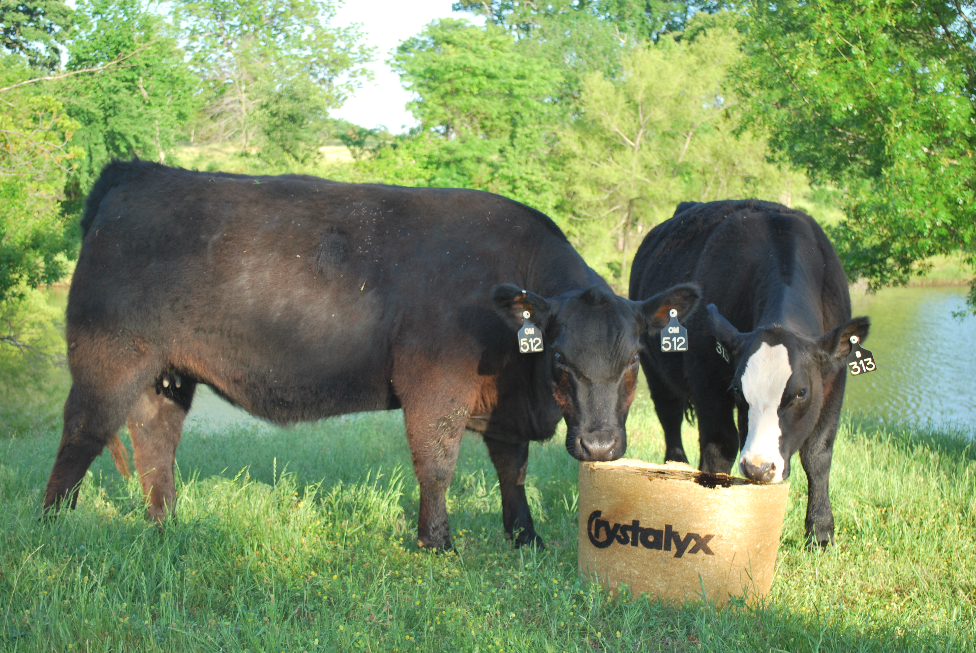 CRYSTALYX-BioBarrel-Cow-Calf-Flies.JPG