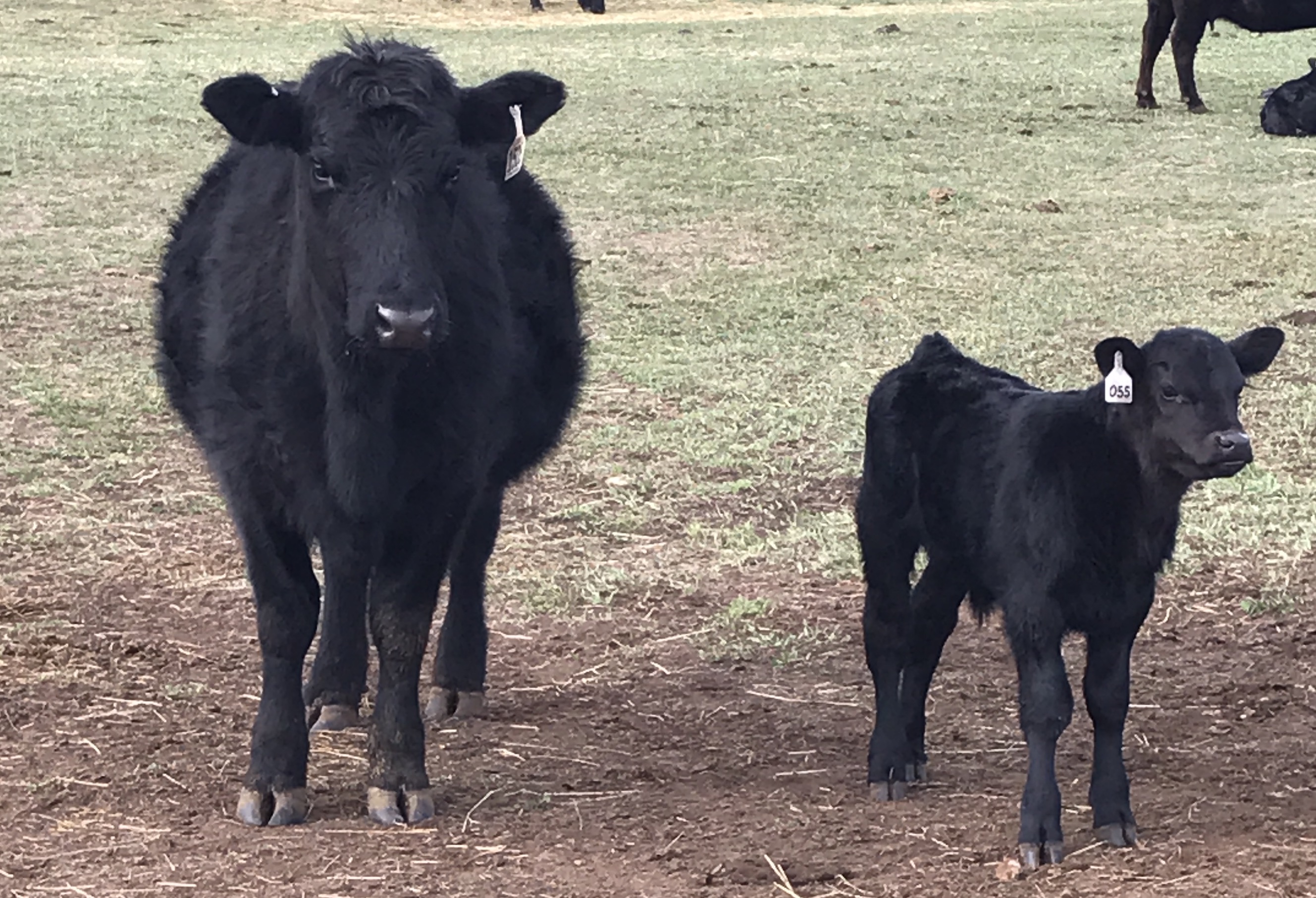 042517-Heifer and calf.jpg