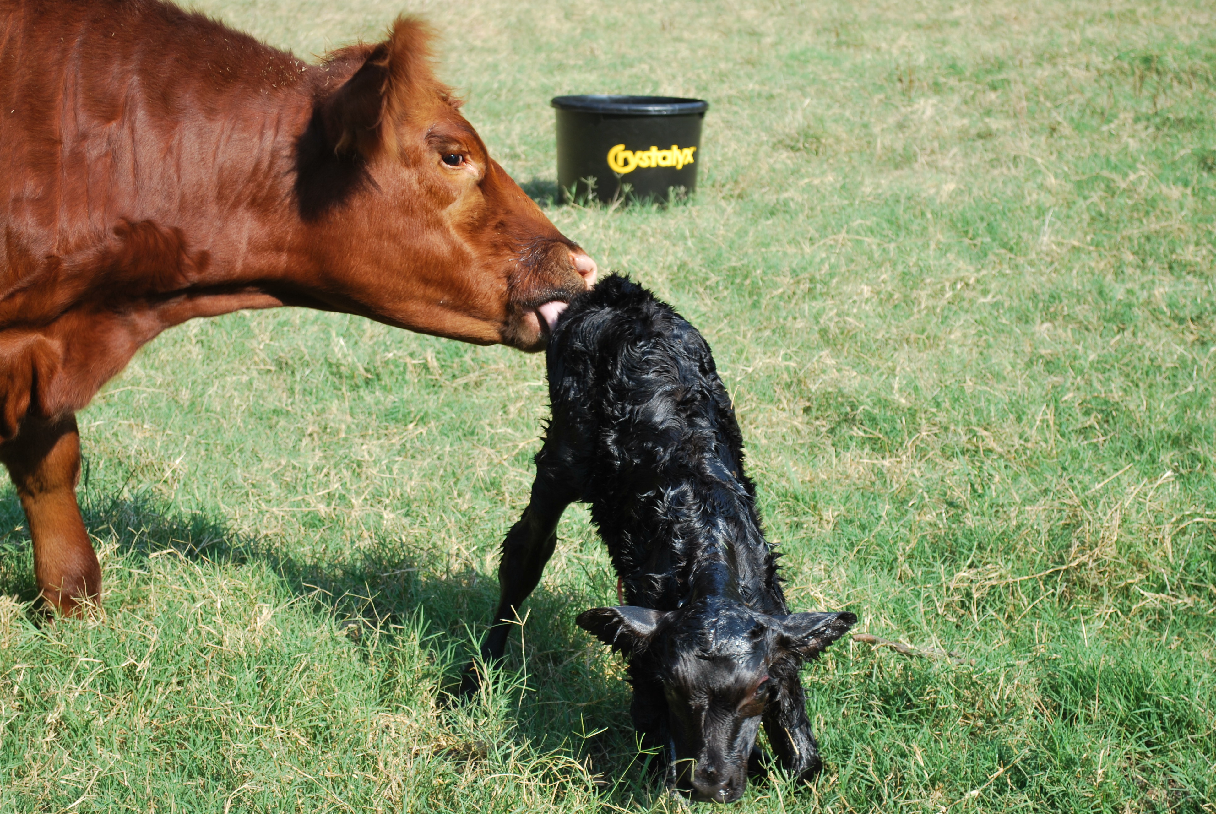 Pritchard - Tag 411 First Calf Heifer.JPG