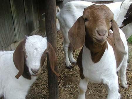 082217-Goat-2-sm.jpg