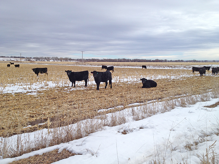 110717-Cornstalk-Grazing-1-web.jpg